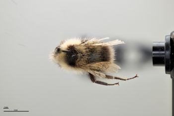 Media type: image;   Entomology 810697 Aspect: habitus dorsal view